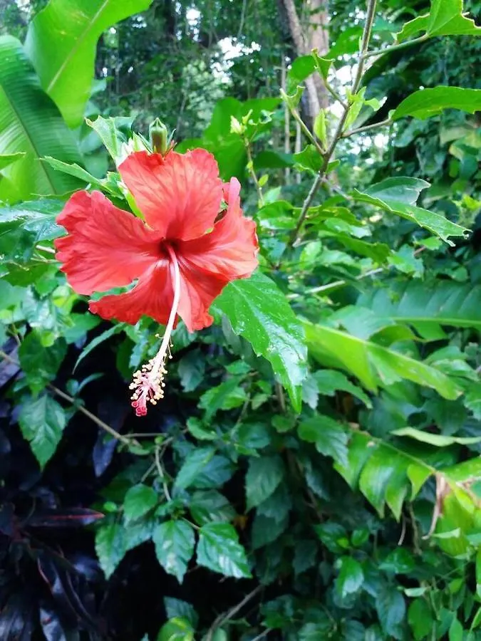 Bungalow Charmant A Pointe-Noire Guadeloupe